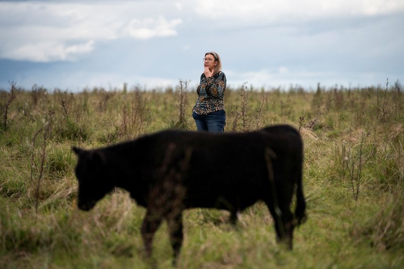 Phantom cows and missing millions spark financial scandal in Uruguay