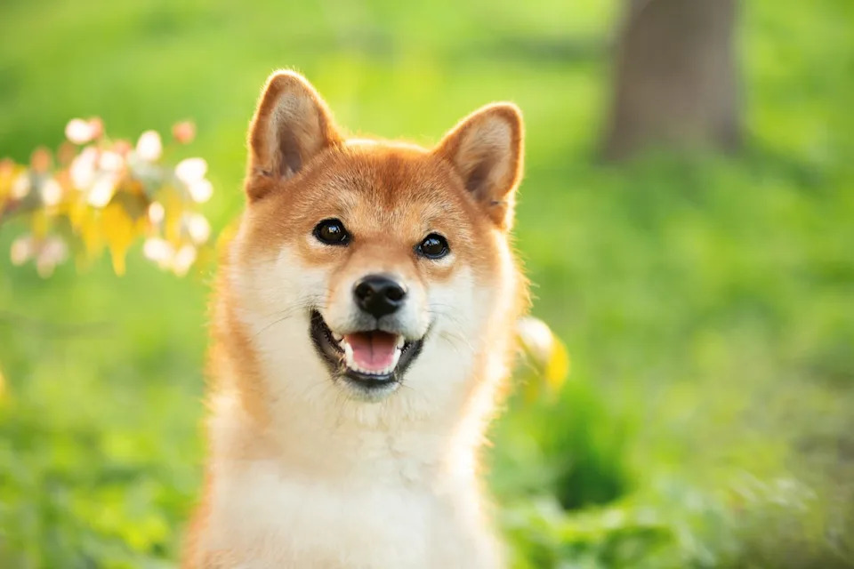 Why Dogecoin Was Slipping on Thursday