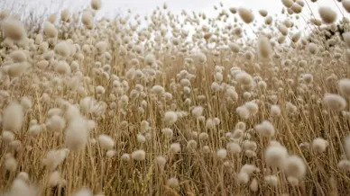 Cotton Pushes Gains to Tuesday’s Close